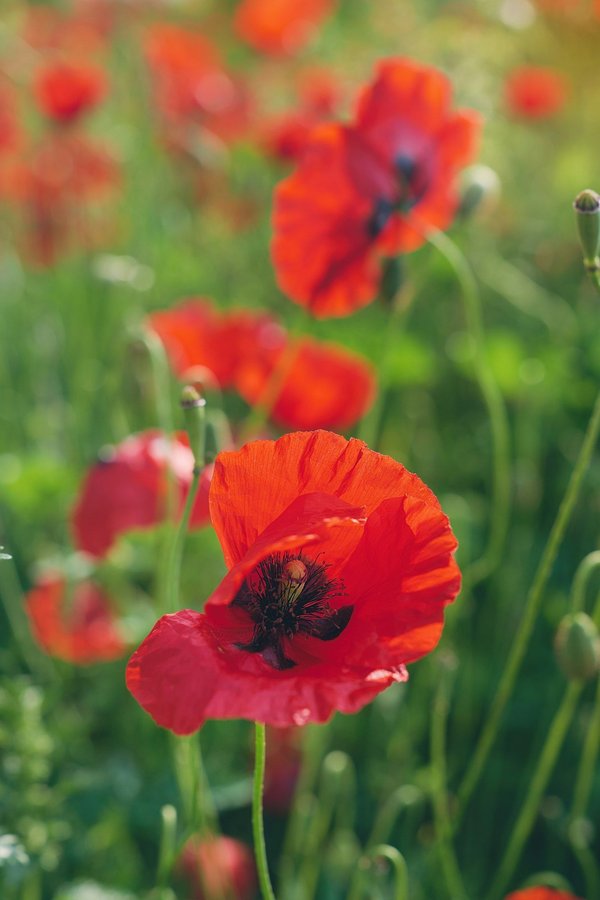 Savourez la bûche de noël glacée à la framboise : une génoise moelleuse à tomber !